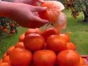 نارنگی
