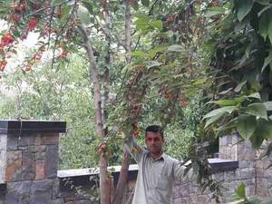 محوطه سازی توسط پیمانکاری سنگ مالون محمودی