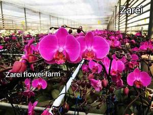 تنوع رنگبندی گل ارکیده
