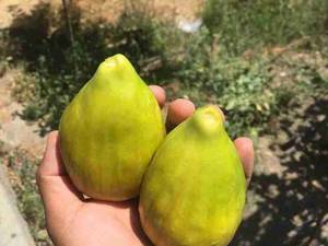 نهال انجیر گلابی