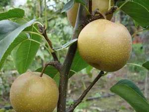 فروش نهال گلابی سیبی در مشهد