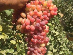 فروش نهال انگور برمودا