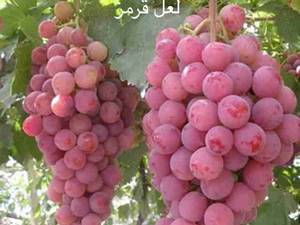 فروش نهال لعل قرمز در مشهد