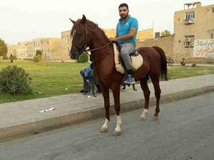 مربی سوار کاری در جنوب