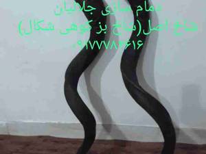 شاخ طبیعی بز کوهی