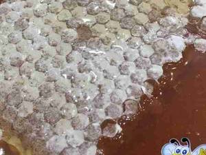 عسل طبیعی در عسل و لبنیات انتظام