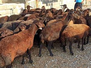 فروش گله افشاری