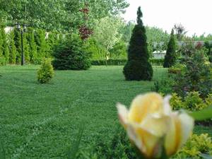 طراحی و اجرای فضای سبز