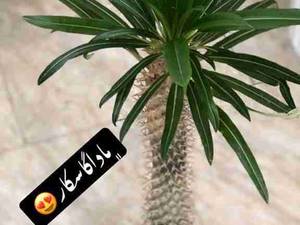 ماداگاسکار