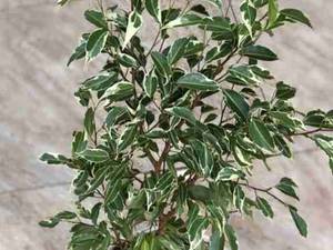 🔹بنجامین ابلغ🔹