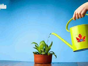 نگهداری از فضای سبز و انواع گل و گیاه