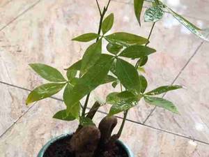 بونسای پاچیرا