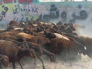 فروش گله افشاری دراصفهان