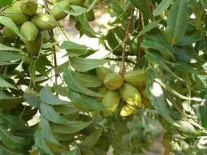 فروش گردو پکان آمریکایی در گلستان