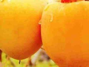 فروش انواع نهال خرمالو در نهالستان سارانی