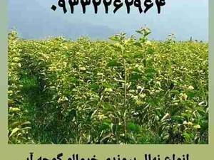 فروش انواع نهال خرمالو در نهالستان سارانی