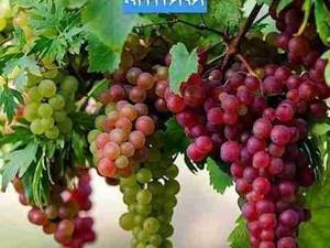 فروش نهال انگور یاقوتی در گلستان