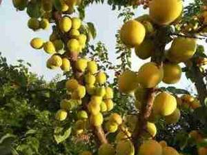 فروش تخصصی نهال سیب سفید و سیب گلاب در گلستان