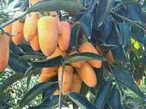 نهال خرمالو موزی