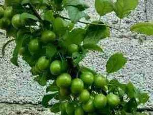 نهال آلوچه سبز