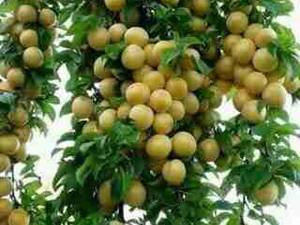 نهال قطره طلا