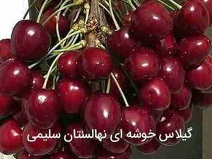 فروش نهال گیلاس در میاندواب