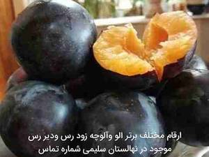 فروش آلو و آلوچه مرغوب