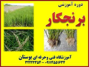 دوره آموزشی برنجکار