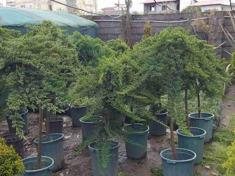 هرس گل و گیاه در تهران