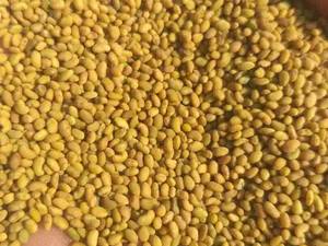 فروش بذر یونجه در تبریز
