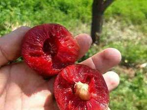 بهترین نهالستان در سردشت