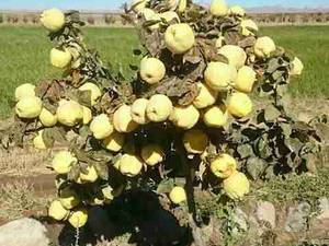 فروش نهال انگور در سردشت