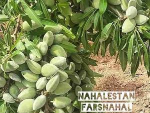 بادام دژکرد