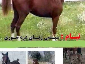 شرایط ایده‌آل بدنی اسب سیلمی