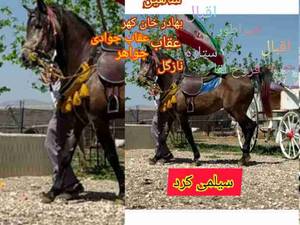 شرایط ایده‌آل بدنی اسب سیلمی