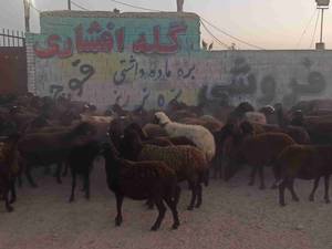 فروش گله افشاری