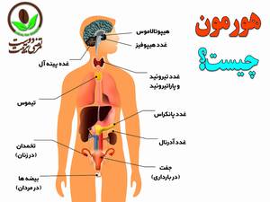 هورمون چیست ؟