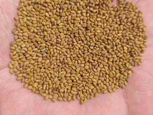 بذر یونجه اصلاح شده در تبریز