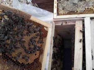 شکل ظاهری ملکه کارنیکا