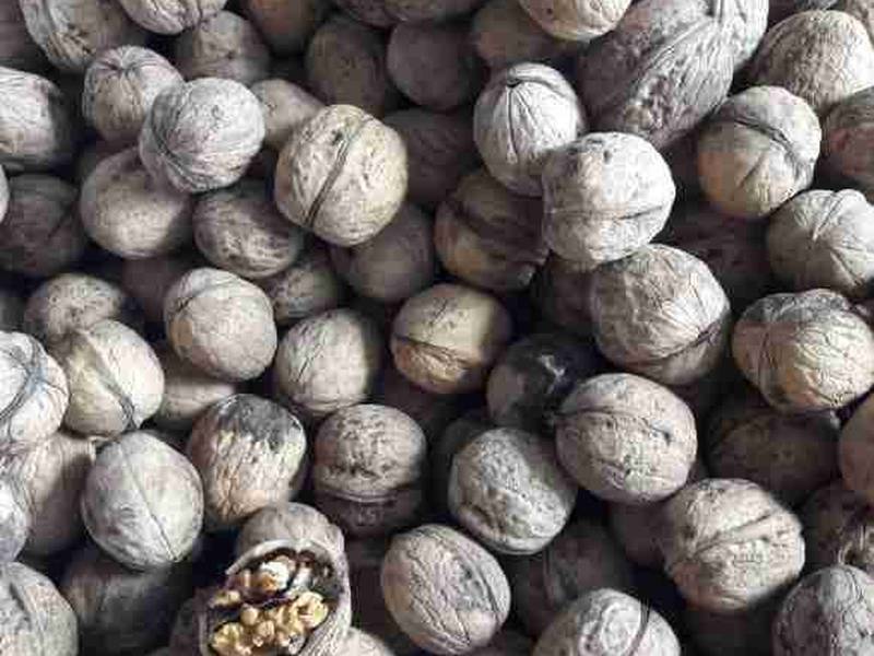 قیمت گردوکاغذی الموت کیلویی 95