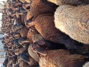 فروش گله افشاری در اصفهان