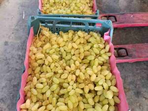 انگور زرد بی دانه کاشمر