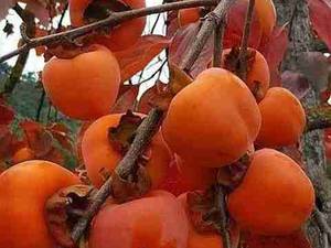 تولید نهال درخت خرمالو در میاندوآب
