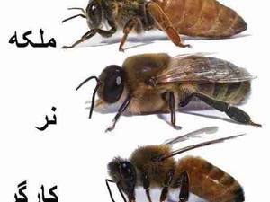 پرورش زنبور عسل در خراسان شمالی