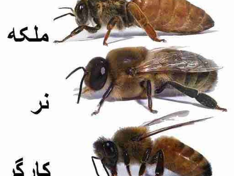 پرورش زنبور عسل در خراسان شمالی