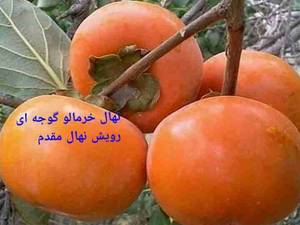نهال خرمالو گوجه ای در میاندوآب
