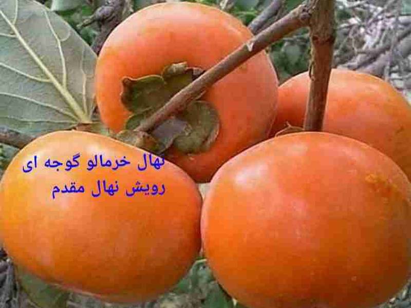 نهال خرمالو گوجه ای در میاندوآب