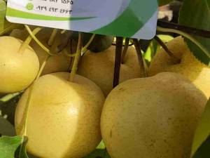 نهال گلابی سیبی