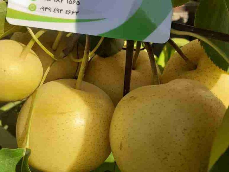 نهال گلابی سیبی