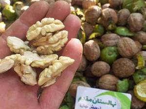 گردو کاغذی زود بارده